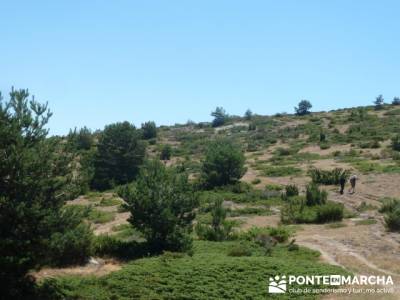 Pinar de Canencia y Mina de Plata del Indiano;clubes de senderismo;excursiones en el dia